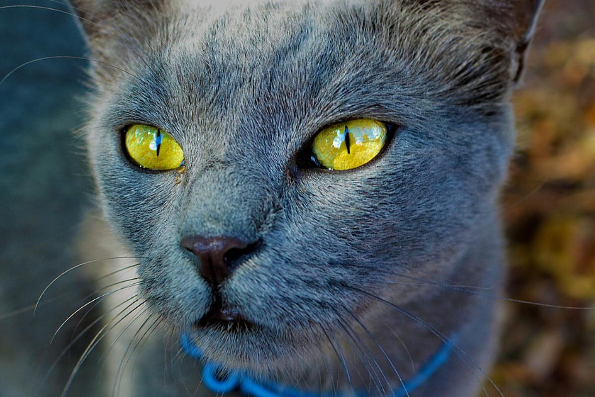 Steriliseren van gechipte kat