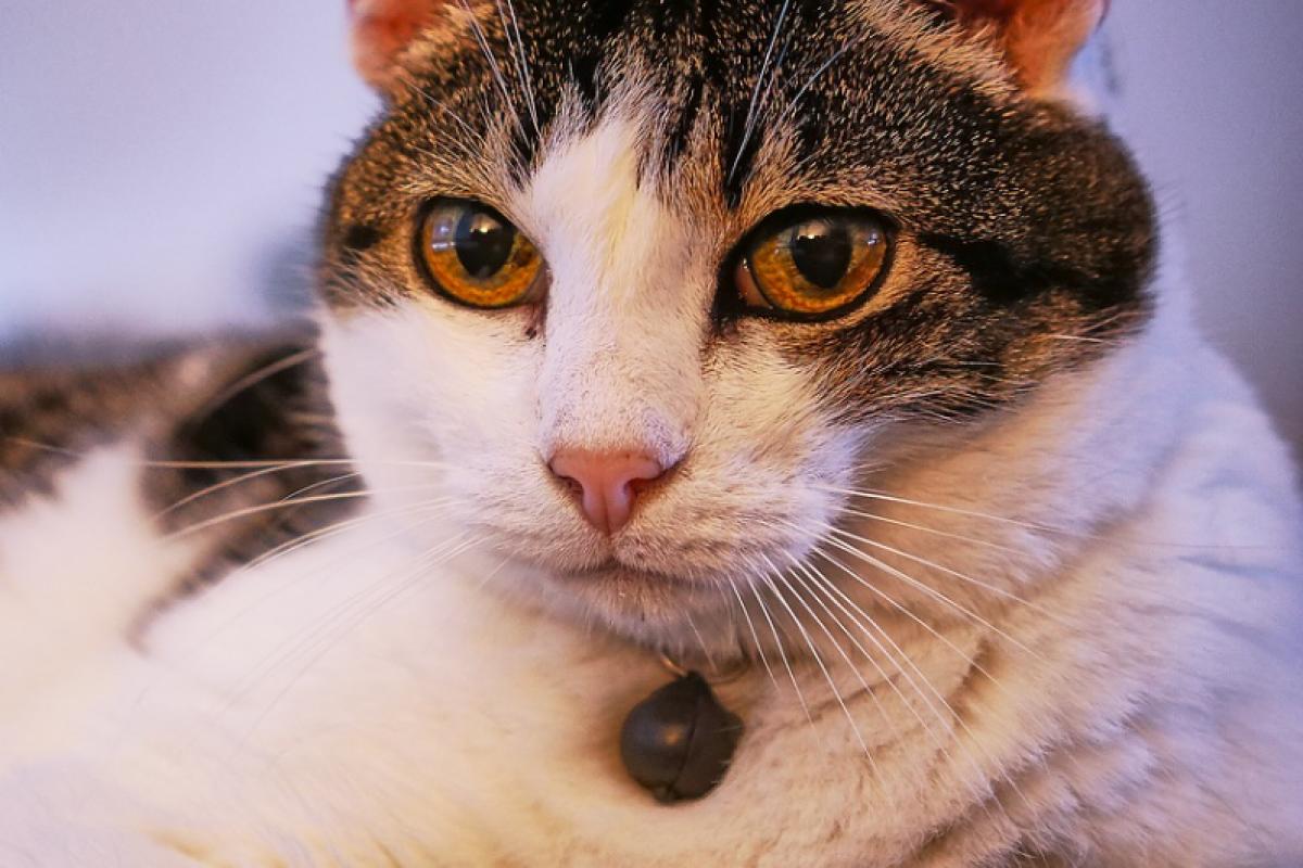 Castreren + chippen van kat