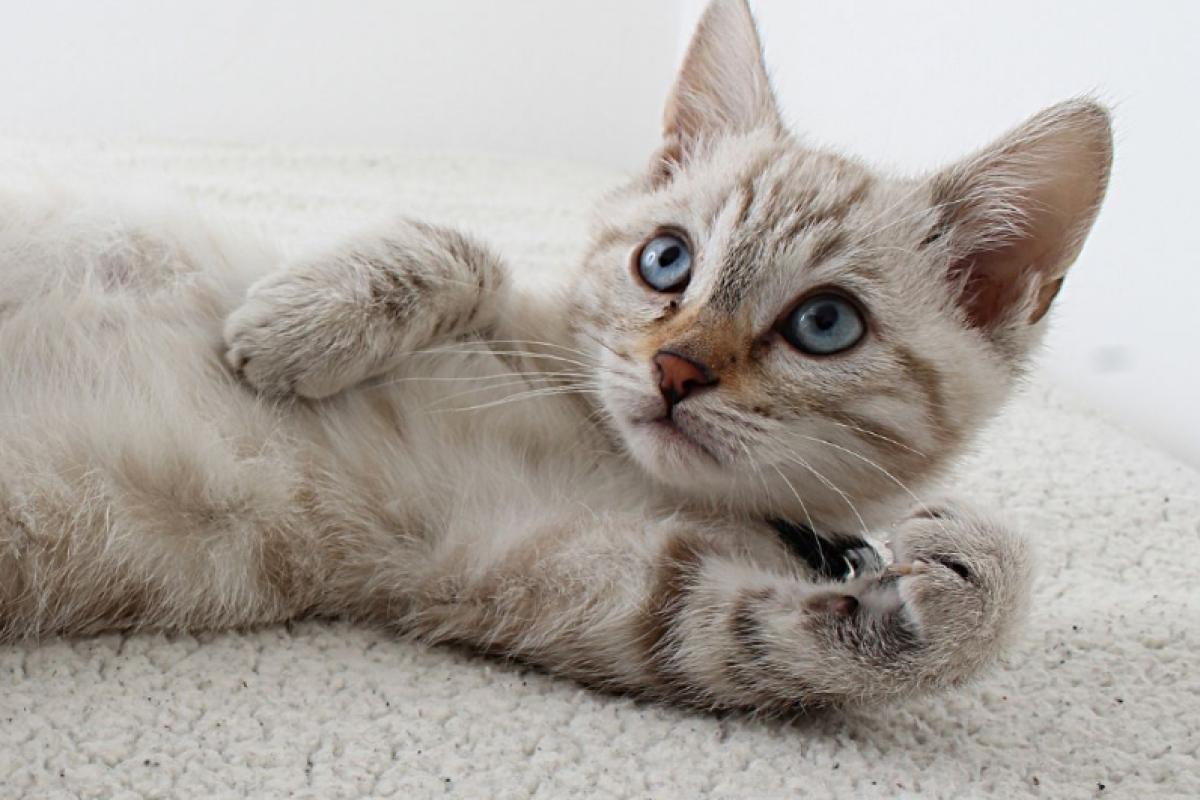 Castreren van gechipte kat